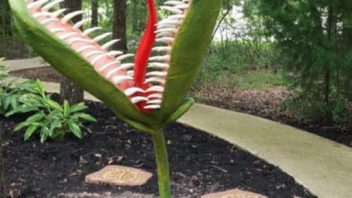 Venus Flytraps