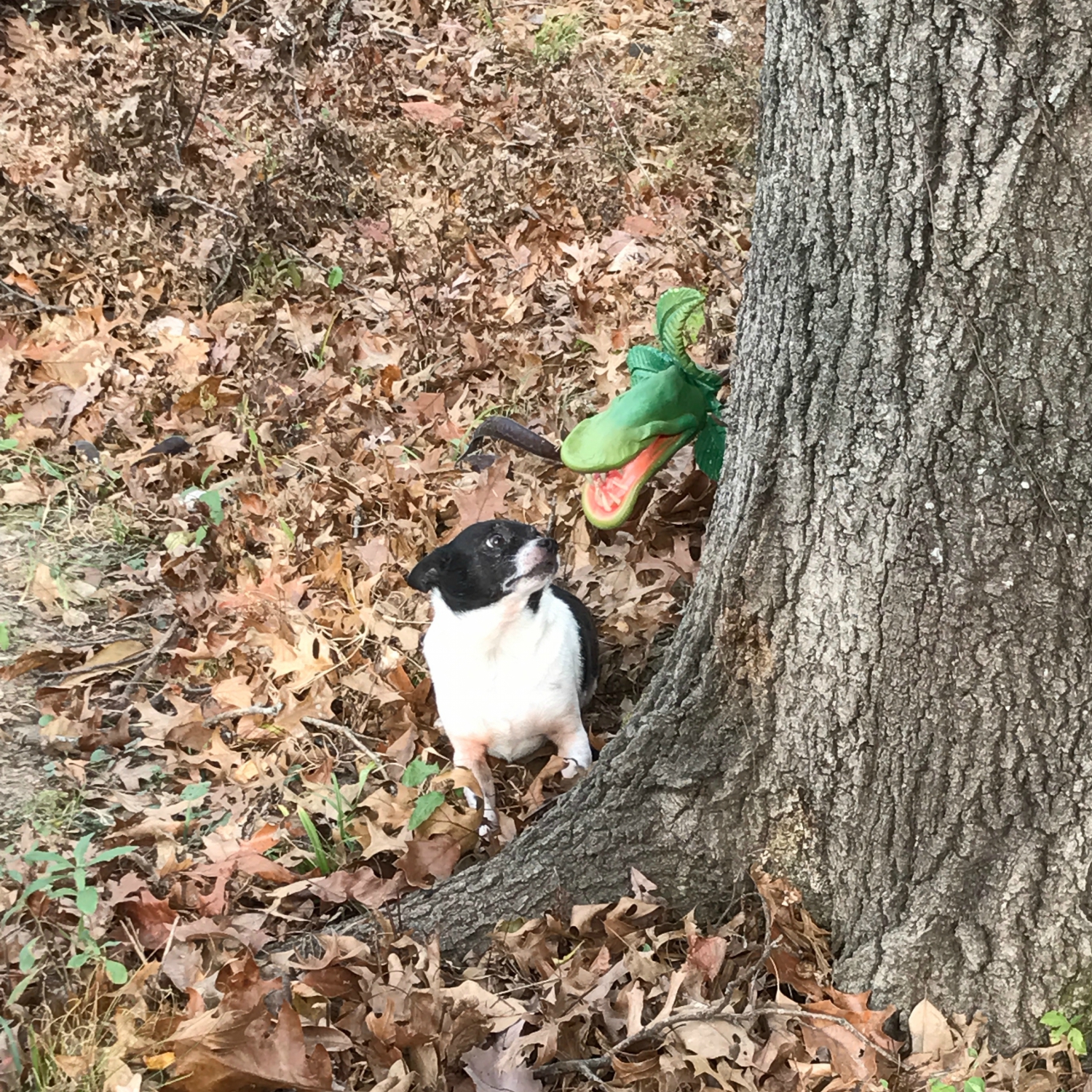 a-venus-flytrap-eating-dog