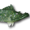 Criffster Fish with Attitude