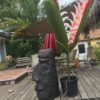 Tiki Head by Mike Quinn - Image 2