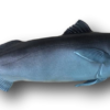 Mutant Trout Fish with Attitude - Image 2