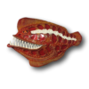 Large Toothy Red Fish