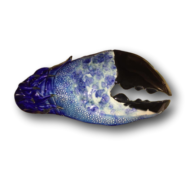 Large Blue Crab Claw