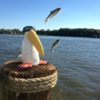 Stanley Pelican - Creatures with Attitude - Image 4