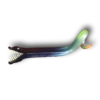 Zelda Eel - Fish with Attitude