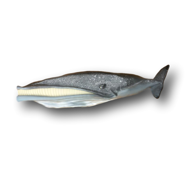 Helga Whale - Fish with Attitude