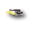 Purple & Yellow Mrs. Robinson Fish with Attitude - Image 2