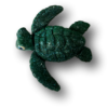 Little Ricky Sea Turtle Dark Green- Mike Quinn
