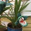 Venus Fly Trap - Artist Mike Quinn