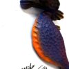 King Dingcauser Seahorse - Fish with Attitude - Image 3