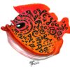 Wild Big Al - Fish with Attitude