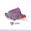 Little Little - Fish With Attitude