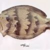 Frank- Flounder with Attitude