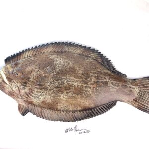 Flat Freddy - Fish with Attitude